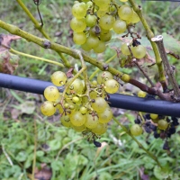 dassemus8 - En hier gaat het om: plukklare druiven.