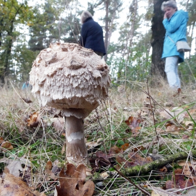 herfstwandeling2024 - 