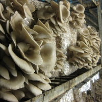 De wondere wereld van de paddenstoel