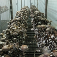 De wondere wereld van de paddenstoel