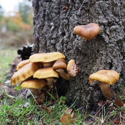 2025-10-23herfstwandeling - 