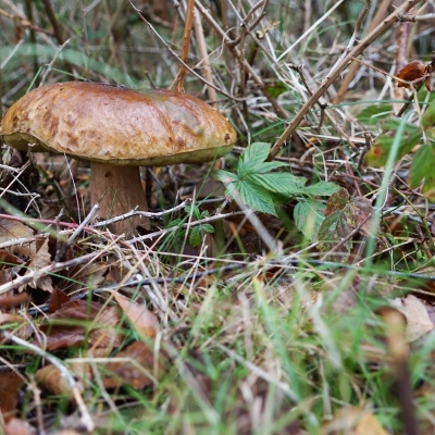 2025-10-23herfstwandeling - 