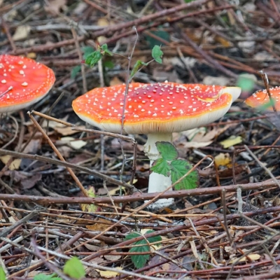 Paddenstoelenwandeling met echt herfstweer