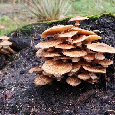 2025-10-23herfstwandeling - 