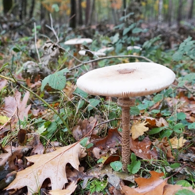 2025-10-23herfstwandeling - 