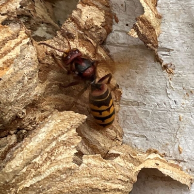 europesehoornaar - foto: Ad Klaassen