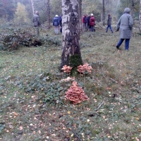 Prachtige paddenstoelen in boswachterij Dorst