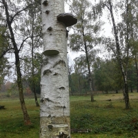 Prachtige paddenstoelen in boswachterij Dorst